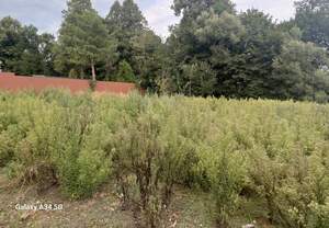 Дом 68м², 1-этажный, участок 25 сот.