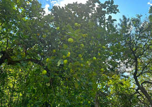 Дом 81м², 2-этажный, участок 8 сот.