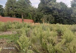 Дом 68м², 1-этажный, участок 25 сот.