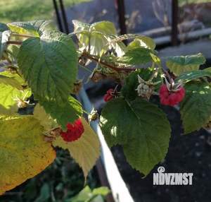 Дом 31м&sup2;, 2-этажный, участок 8 сот.  