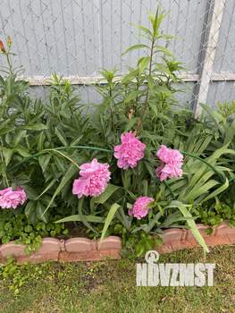 Дом 50м&sup2;, 1-этажный, участок 4 сот.  