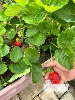 Коттедж 156м², 2-этажный, участок 8 сот.  