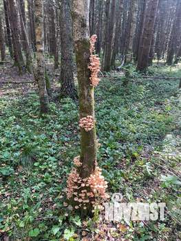 Дом 465м², 2-этажный, участок 15 сот.  