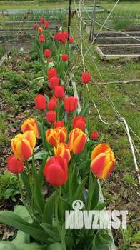 Дом 31м&sup2;, 2-этажный, участок 8 сот.  