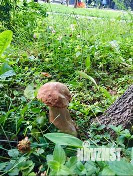 Коттедж 78м&sup2;, 2-этажный, участок 26 сот.  