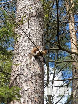 Коттедж 78м&sup2;, 2-этажный, участок 26 сот.  